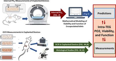 Hypoxia within subcutaneously implanted macroencapsulation devices limits the viability and functionality of densely loaded islets